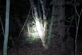 石垣島　夜の原生林　その２