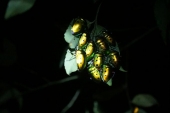 石垣島　闇夜に浮かぶキンカメムシ