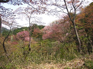 山桜（小峰公園）