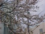 ４分咲きの桜