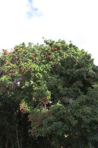 Lychee Tree in Our Neighborhood
