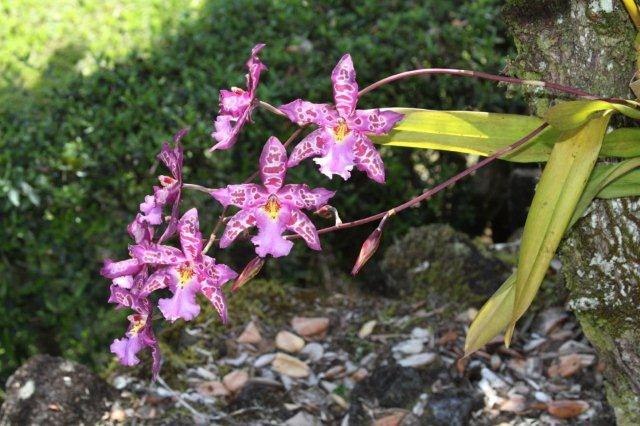 July's Orchid 2