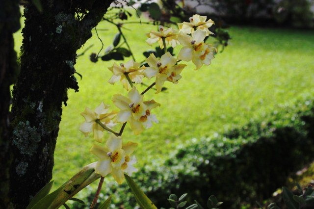 July's Orchid 1