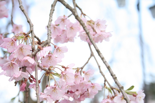 弘前城桜祭り 004