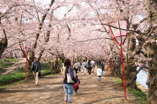 弘前城桜祭り 006
