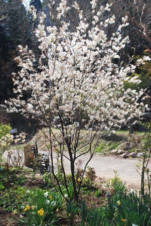 ナチュラルガーデン南阿蘇ジューンベリーの白い花