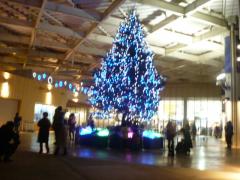 新江の島水族館のクリスマスツリー