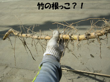 竹の根