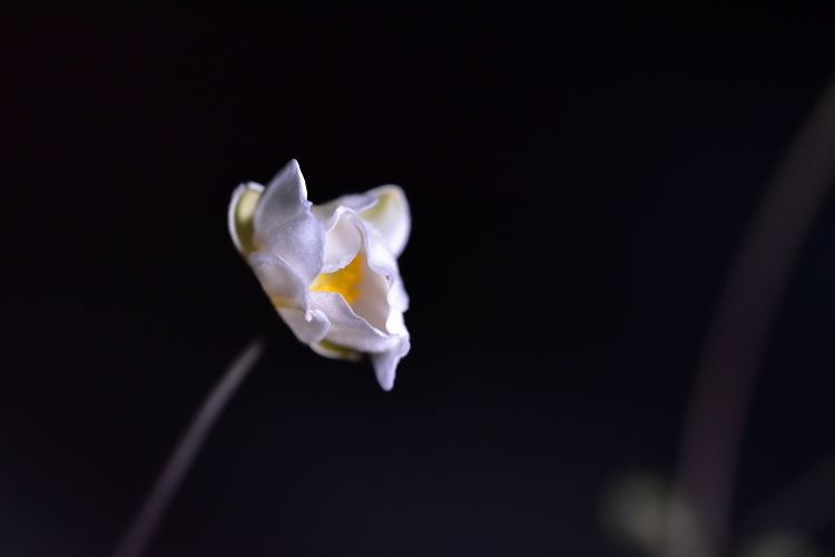 夜は花弁を閉じるDSC_5191