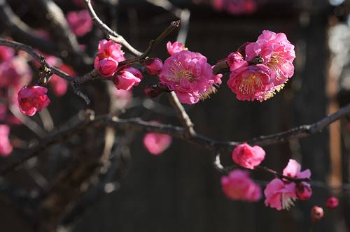 plum blossoms in kameido temjin shrine of tokyo, 250203 1-14_s