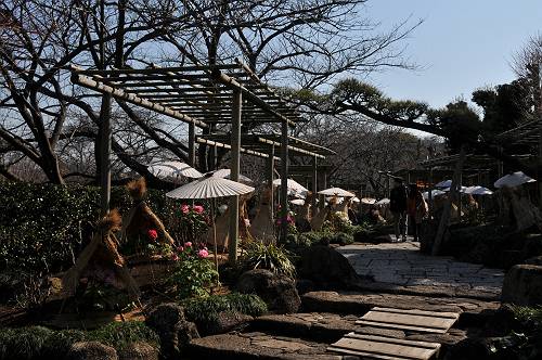 tree peony garden in tsurugaoka hachiman shrine, kamakura city, 250211 1-44_s