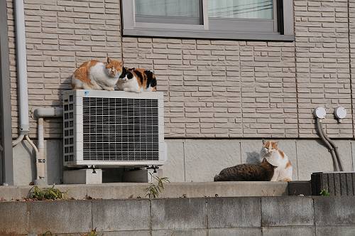bask in the sun of cats in kawasaki city, 250217 1-2_s