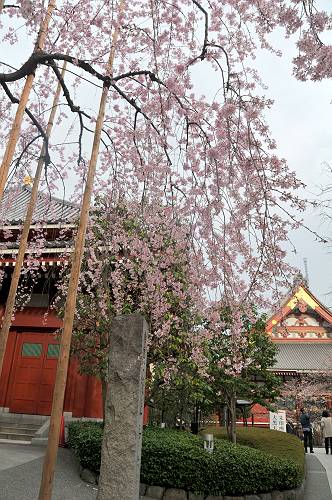 cherry blossoms view at yokodo-sensoji temple, 250320 1-1_s