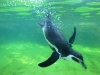 ペンギン泳ぐ
