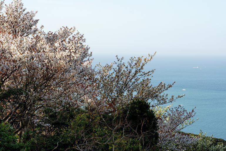 桜と海と1