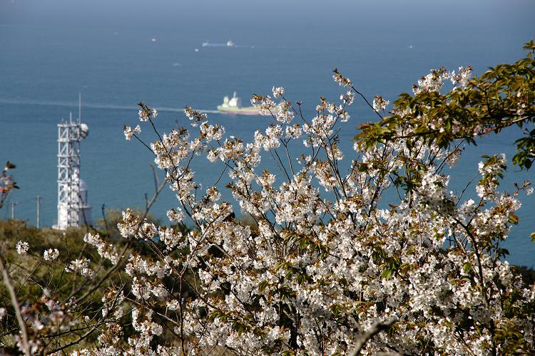 日の岬の桜1