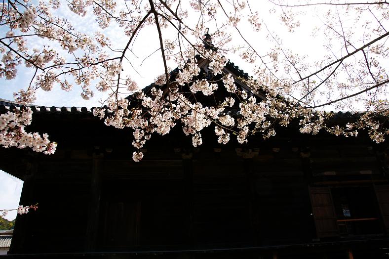 道成寺の桜3