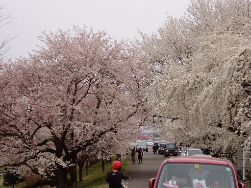 堤防の桜②