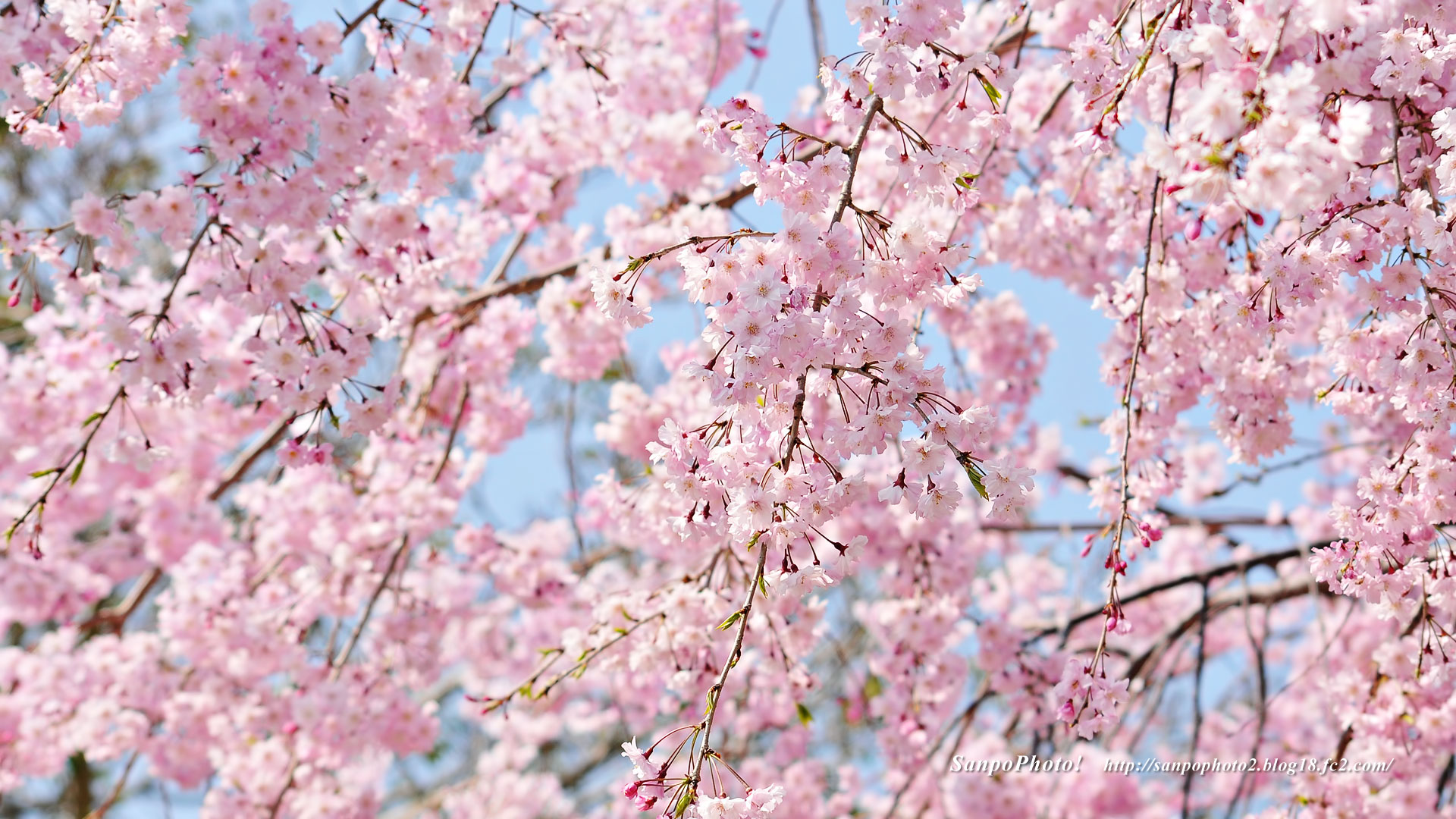 Pc 壁紙 風景 桜