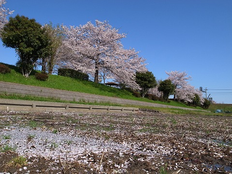 2013-04-04 入間川沿いの桜 008