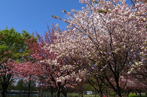 2013-04-11 川越水上公園八重桜 005