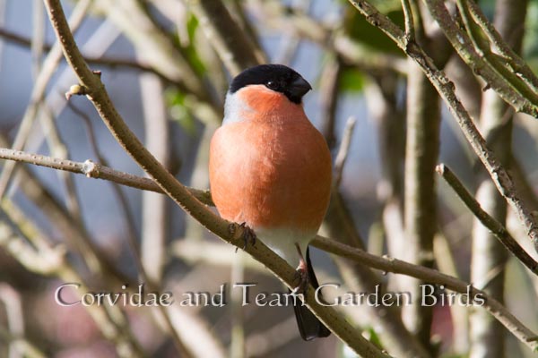 ベニバラウソ Bullfinch Pyrrhula pyrrhula Corvidae and Team Garden Birds 1