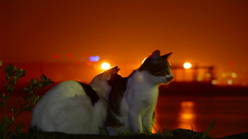東京写真館 夜の猫 猫の横画面待ち受け画像