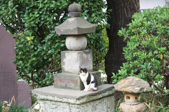 慰霊塔のネコ