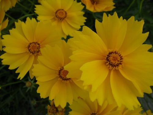 黄色い花 (3)