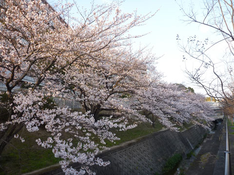 千里の桜