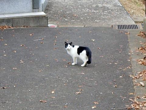 戸塚区の公園で見かけたネコ１
