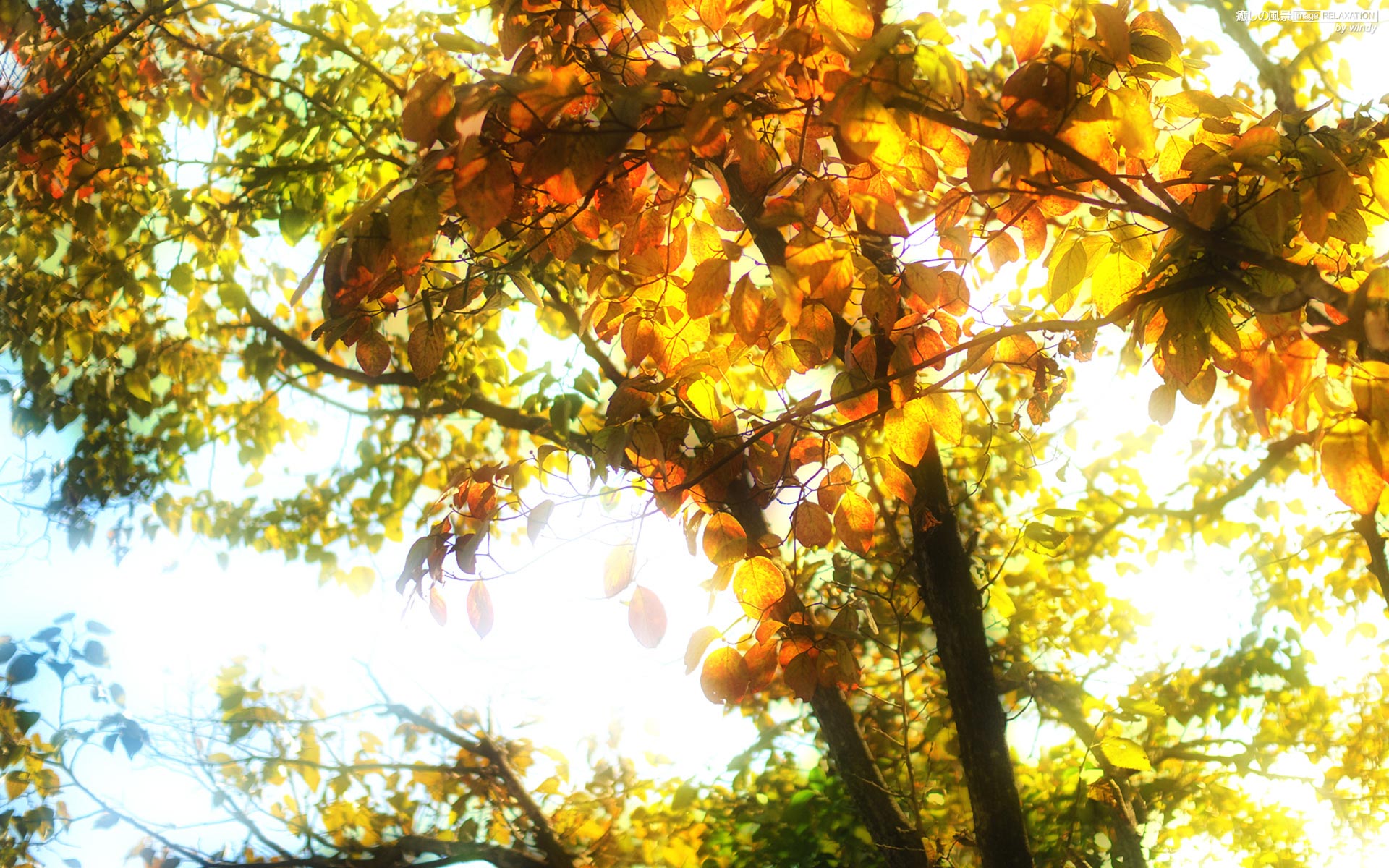 木の葉色づいて 壁紙 オレンジ系
