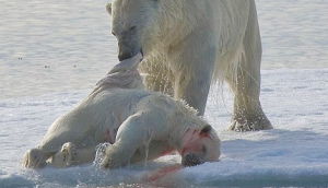 閲覧注意 北極クマが共食い ざなこむ