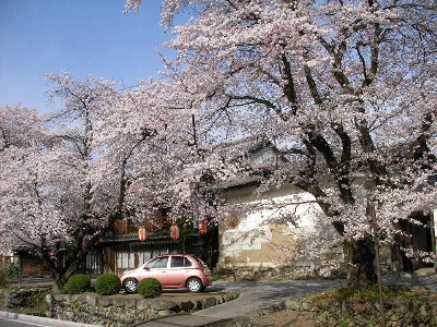2012年小幡の桜７ (400x300)