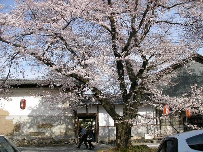 2012年小幡の桜６ (400x300)