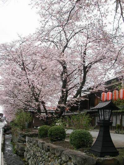 小幡らしい桜の景色